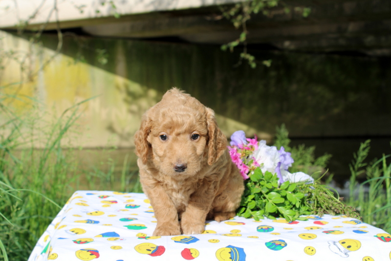 puppy, for, sale, Miniature Poodle,   Little Stream Estates LLC, dog, breeder, Lititz, PA, dog-breeder, puppy-for-sale, forsale, nearby, find, puppyfind, locator, puppylocator, aca